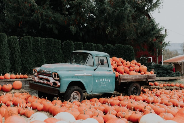 Pumpkins in Truck 